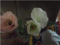 87534193-Picture 002.jpg
